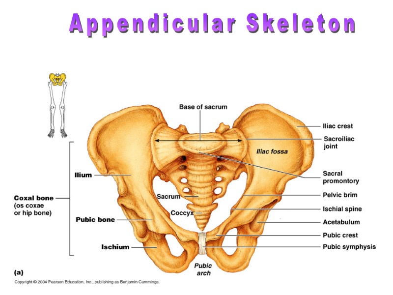 Appendicular Skeleton Pelvis
